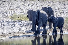 Image result for African Elephants in Wata