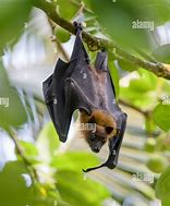 Image result for Pteropus