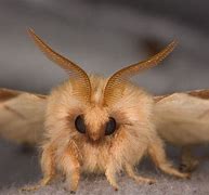 Image result for Moth Whole