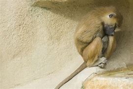 Image result for Maurice Monkey