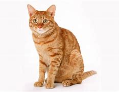 Image result for Cat with Fairy Wings White Background