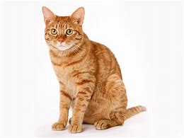 Image result for Fat Cat White Background