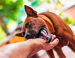 Image result for Dogs That Bite