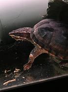 Image result for Turtle Muscle Growth