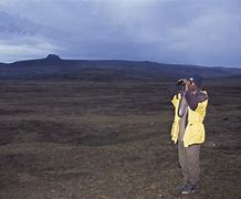 Image result for Ethiopian Wolf Survial