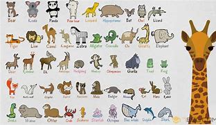 Image result for Every Kind of Animal