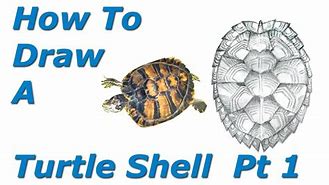 Image result for Turtule Shell in 2D