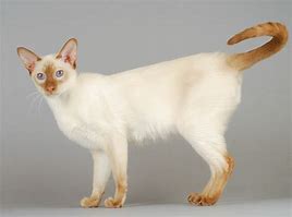 Image result for Brown Point Siamese