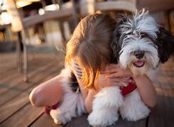 Image result for Cute Havanese Puppies