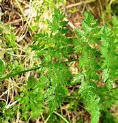 Image result for Conium Maculatum Leaf