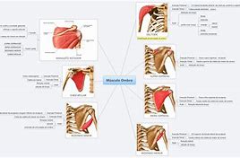 Image result for Musculos Do Ombro