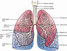 Image result for Human Anatomy Spine and Lungs