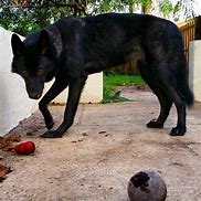 Image result for Black Fur Wolf Dog