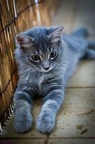 Image result for Black Grey Tabby Cat