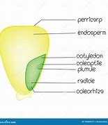 Image result for Corn Seed Structure Diagram