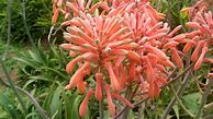 Image result for Aloe Vera Plant Flower