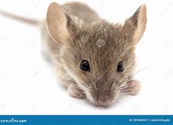 Image result for Fancy Mouse White Background