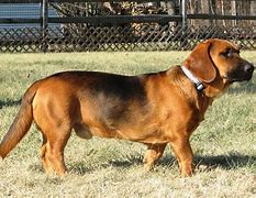 Image result for Basset Hound Cattle Dog Mix