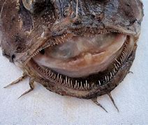 Image result for Goosefish