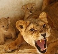 Image result for Mother and Father Lion Protecting Cub