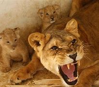 Image result for Lion Protecting Queensaying