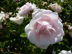 Image result for Roses at Dawn