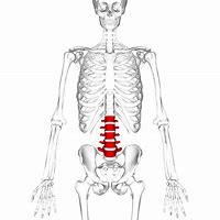 Image result for L5 Lumbar Vertebrae