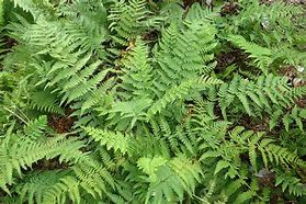 Image result for Marginal Wood Fern