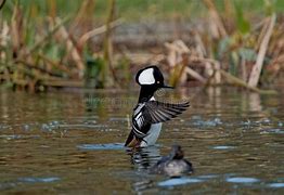 Image result for Crested Merganser