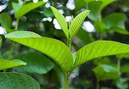 Image result for Guava Tree Leaves