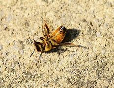 Image result for Bee Dies