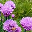 Image result for Chives in Herb Garden