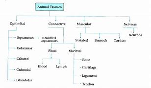 Image result for Animal Tissue Diagram