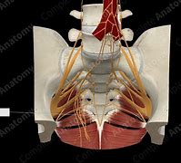 Image result for Coccygeal Plexus