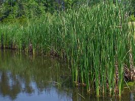 Image result for Pond Weeds Identification