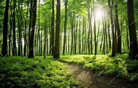 Image result for Bright Green Nature Trees Forest