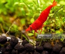 Image result for Shrimp Antennae