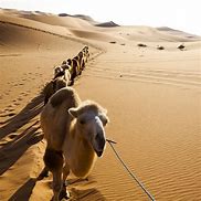 Image result for Camels Desert Image Free