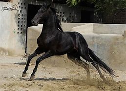 Image result for Horse Tepe