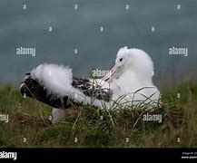 Image result for Fluffy Baby Albatross