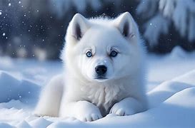 Image result for Baby Wolf Husky Snow