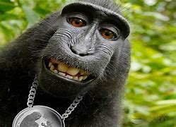 Image result for Monkey Funny Faces Wallpaper