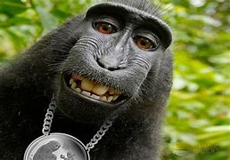 Image result for Hilarious Monkey Pictures