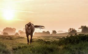 Image result for Beautiful Horse at Sunrise