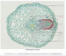 Image result for Lateral Root Cap