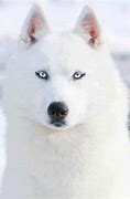 Image result for White Female Siberian Husky