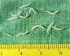 Image result for Pinworm Paddle