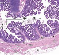 Image result for Histology Diagram