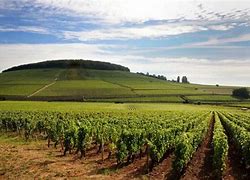 Image result for Languedoc-Roussillon Wine Region