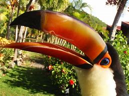 Image result for Toco Toucan Tongue